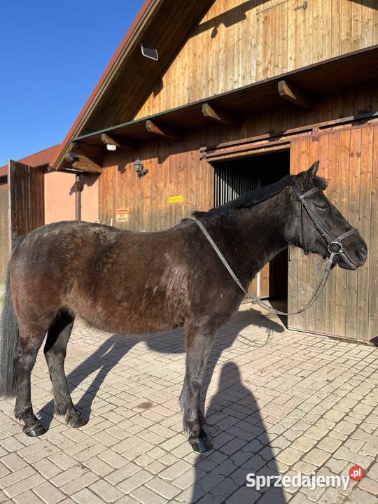 Klacz huculska Rzuchowa sprzedam