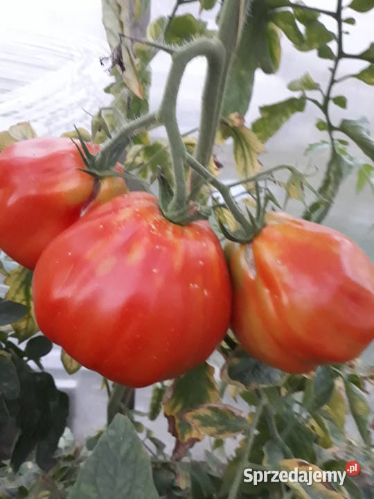 Sadzonki pomidorów holenderskich i polskich pd Łomianki