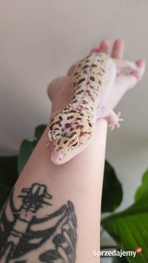 Gekon lamparci samica Wrocław sprzedam