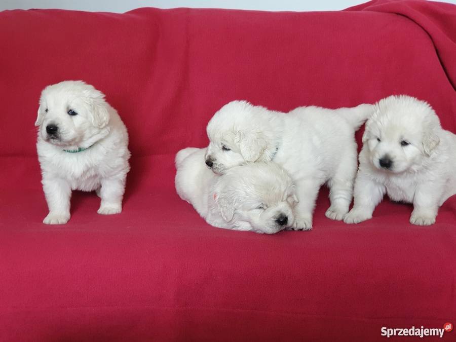 Szczenięta Owczarek Podhalański ZKwP Gdańsk
