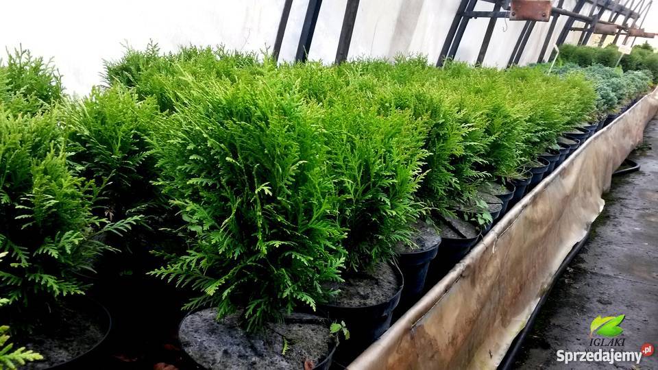 Tuje kuliste DanicaGlobosaMirjam Golden