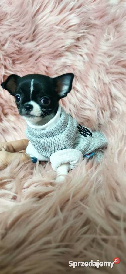 Gotowy Do Odbioru Piękny Chłopczyk Chihuahua Ciszkowo