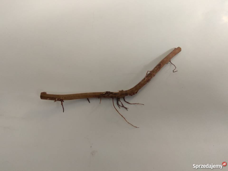 Sadzonki jagody goji goja kolcowoj lubelskie Kraśnik