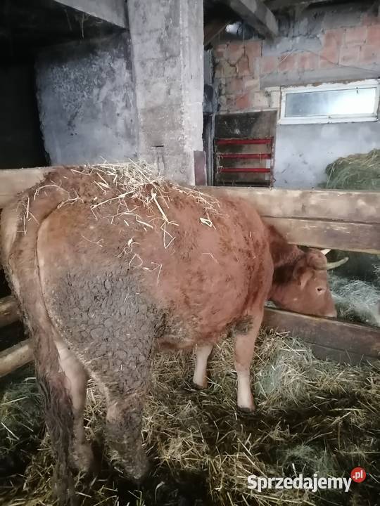 Jałówka limousine cielna Dobrzyniewo Duże