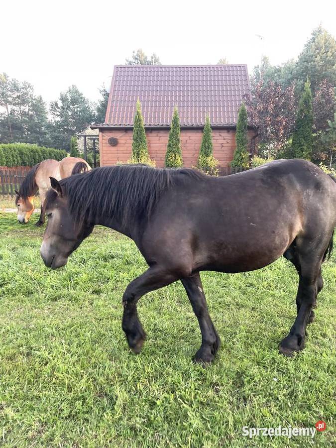 Konie zimnokrwiste Kłączno