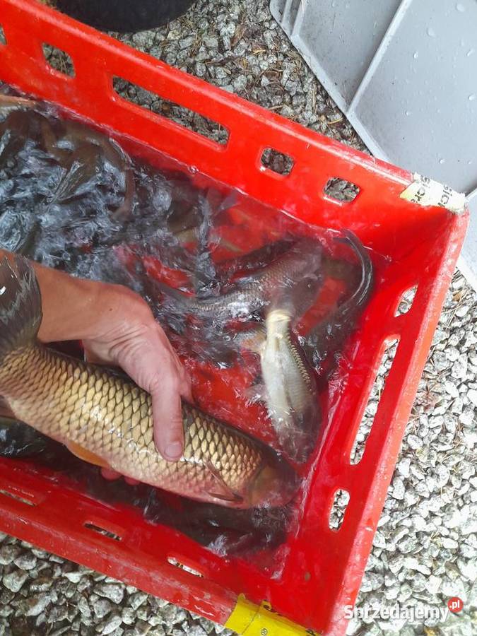 Ryby narybek Lina Karpia Amura Karaśia Jesiotra Ślesin sprzedam