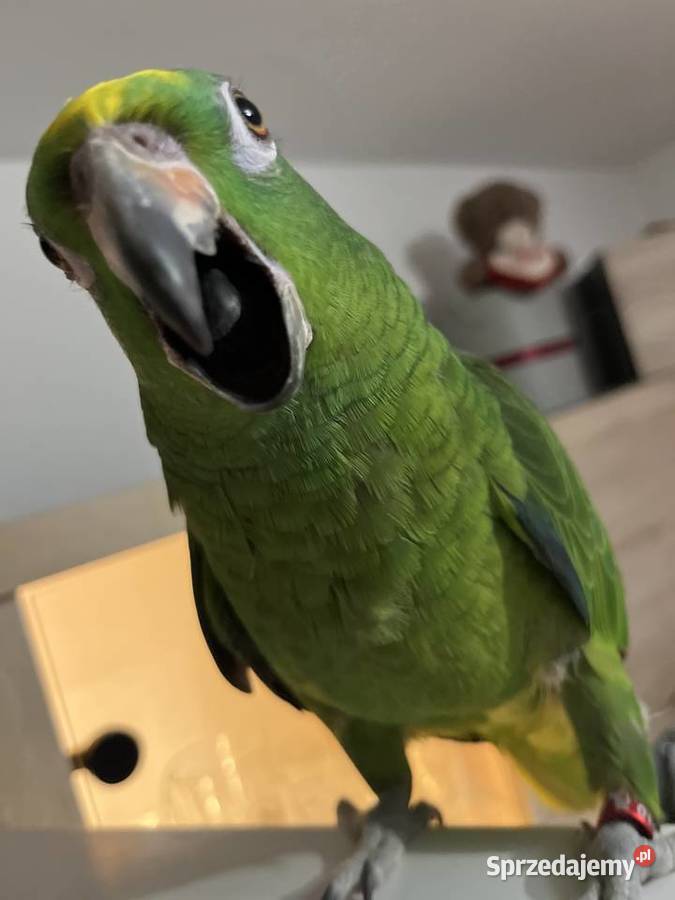 Papuga Amazonka żółtogłowa