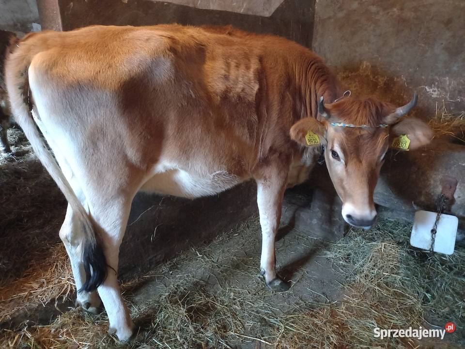 Jałówka Krowa Mleczna Jersey świętokrzyskie Szydłów sprzedam