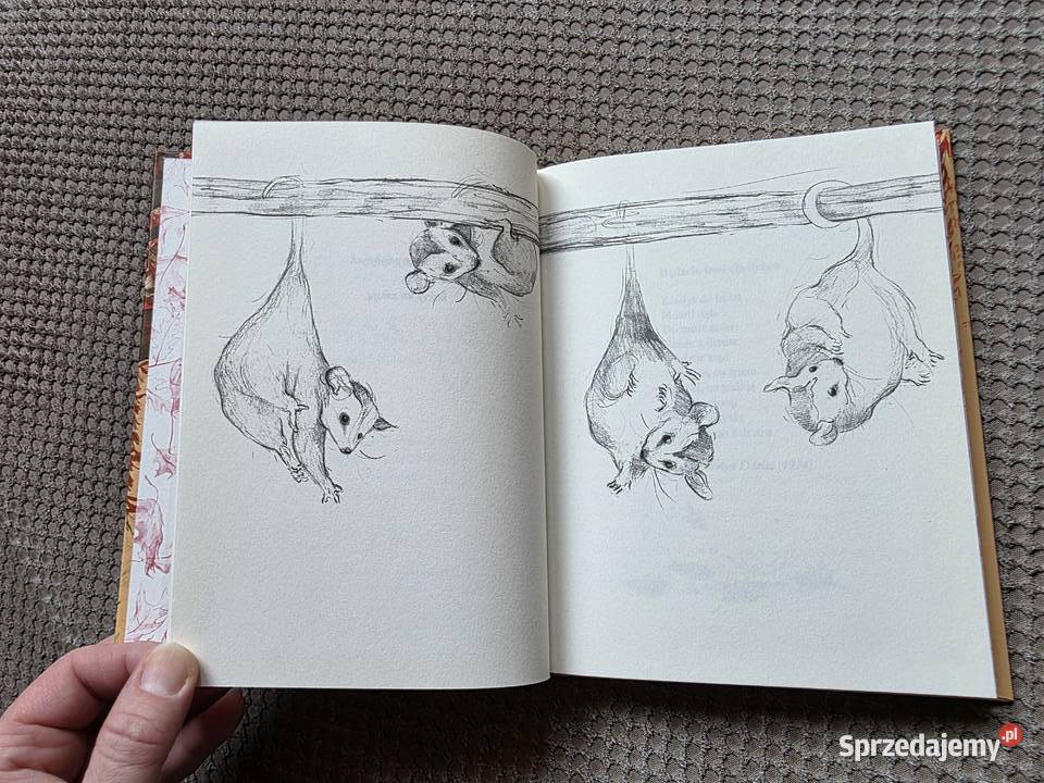 nowa Drzewo życzeń Katherine Applegate Kraków sprzedam