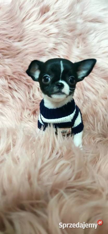 Gotowy Do Odbioru Piękny Chłopczyk Chihuahua Ciszkowo