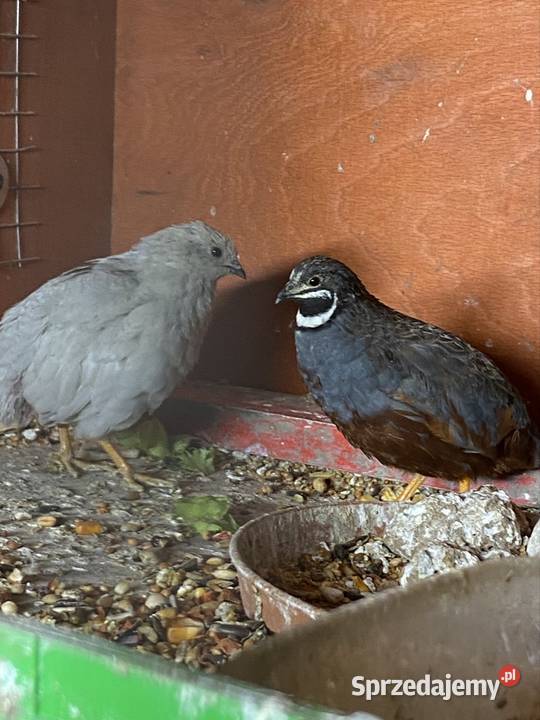 przepiórki chinskie