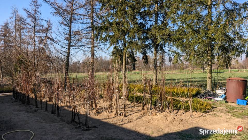 Sadzonki drzewek owocowych CENY 10 Dobrzyń nad Wisłą