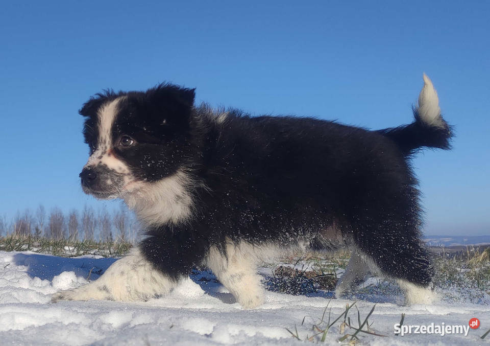 Szczeniak Suczka BORDER COLLIE z Hodowli Rasowa Iwonicz