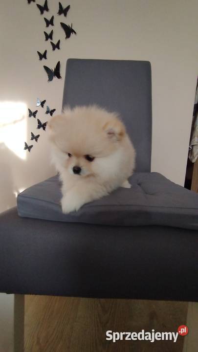 Szpic miniaturowy pomeranian Bydgoszcz