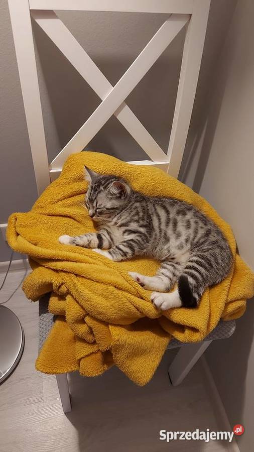 Kot Brytyjski Krótkowłosy Silver Tabby British Swarzędz