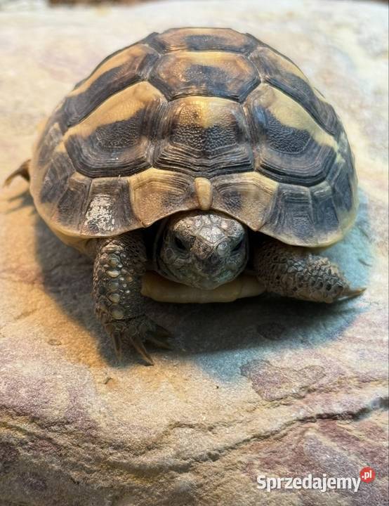 żółw grecki Łódź