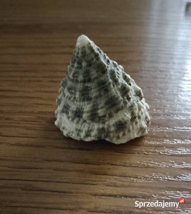 Muszle morskie kpl 19 sztuk Nakło nad Notecią