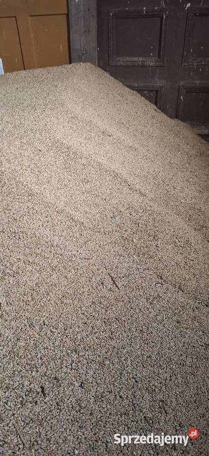 Pszenica ozima możliwe ześrutowanie Bobrzany