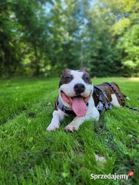 Sprzedam Amstaffa american staffordshire terrier Amstaff Jurków sprzedam
