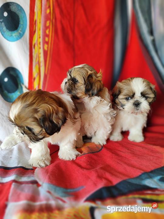 Shih tzu Zyck Polski