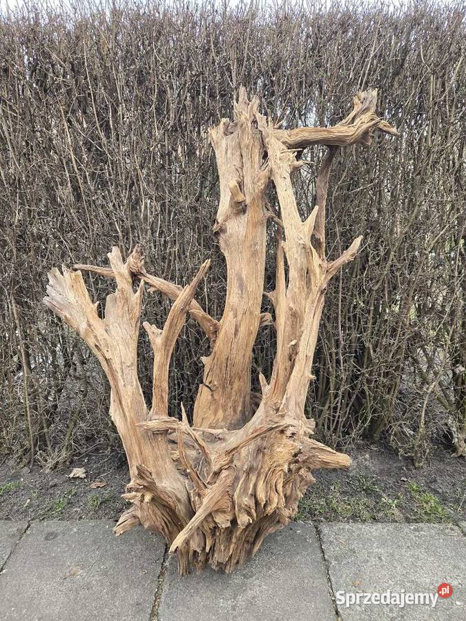 Korzeń ozdobny ogromny Trzciel sprzedam