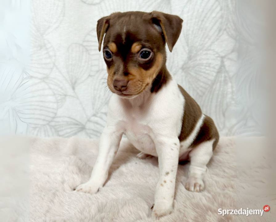 TERIER BRAZYLIJSKI szczenięta z rodowodem