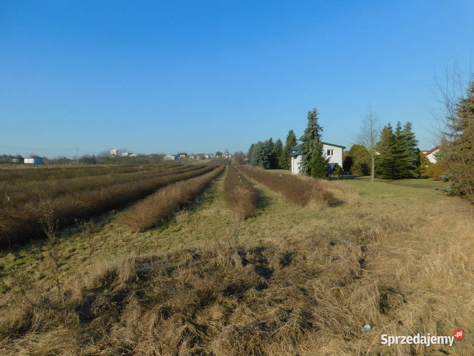 Syndyk sprzeda Mogielnica dz 1303 Nieruchomości sprzedam