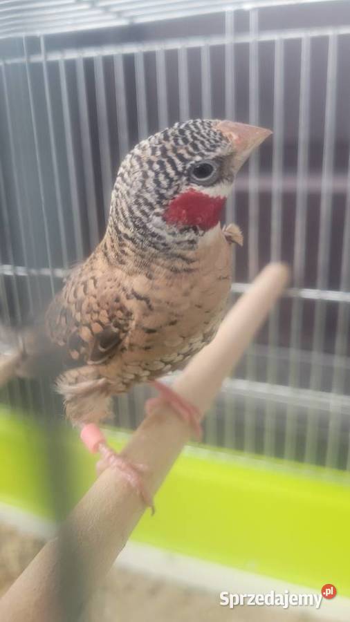 Amadyna obrożna Wieliczka