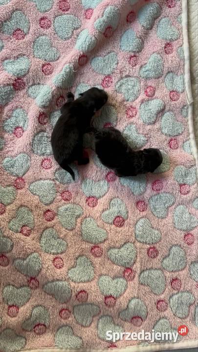 Szpic miniaturowy pomeranian Poniszowice