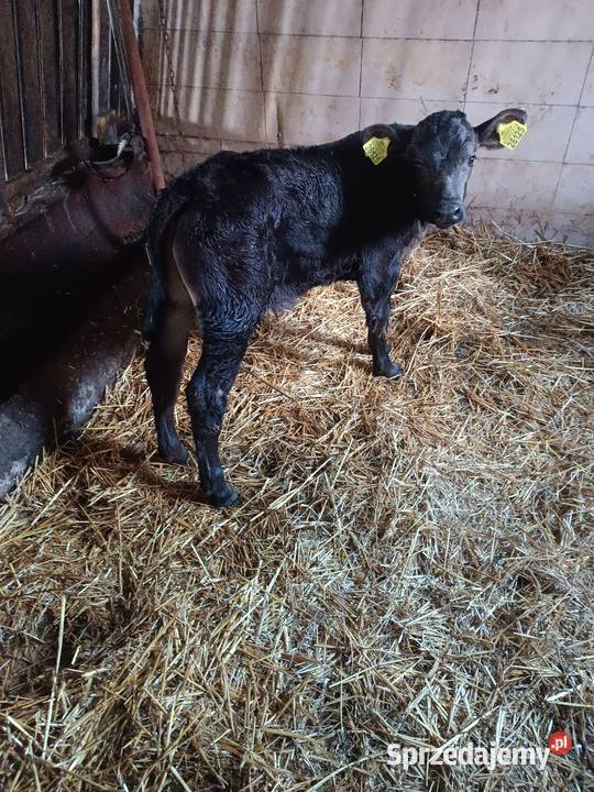 byczek czarny