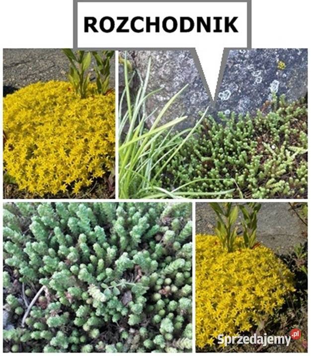 ROZCHODNIK okazały wieloletni inne roślinyWysył Koszalin