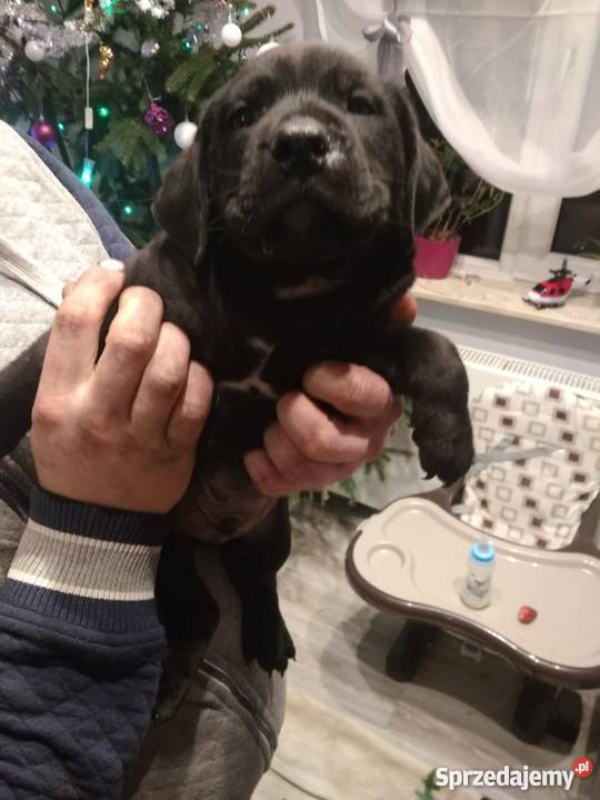 Oddam szczeniaki amstaffa Radzyń Podlaski sprzedam