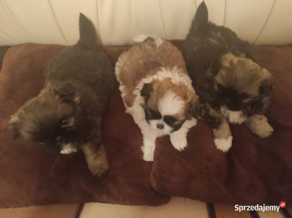 Śliczne Pekińczyki Baranów