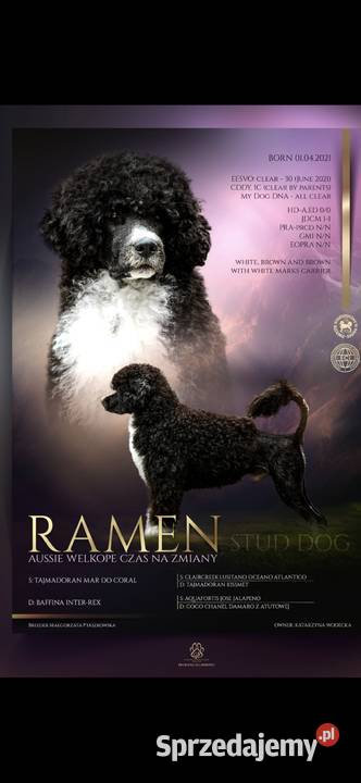 Portugalski pies dowodny szczenięta pieski