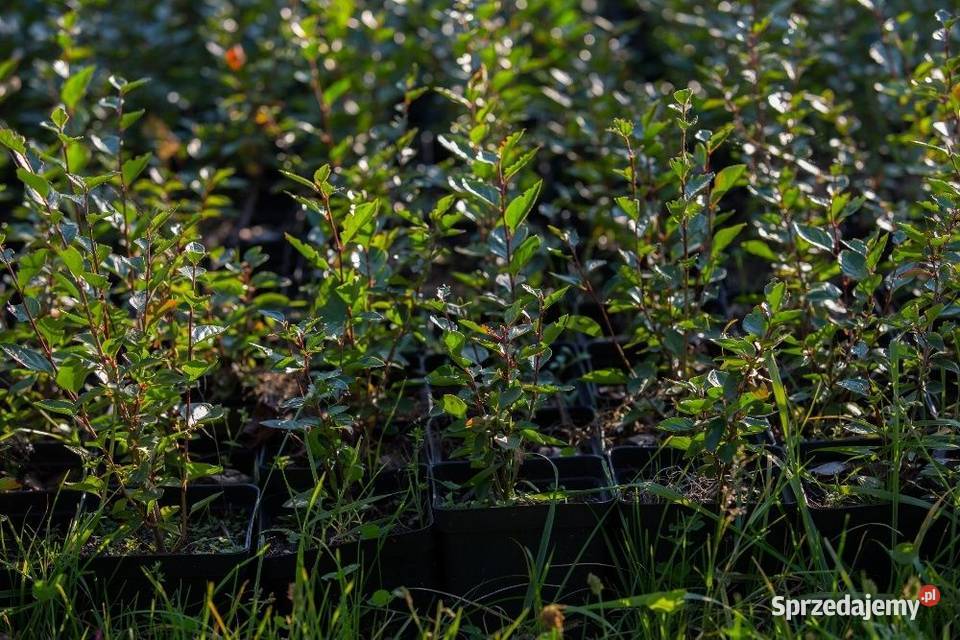 Irga błyszcząca Cotoneaster lucidus na żywopłot