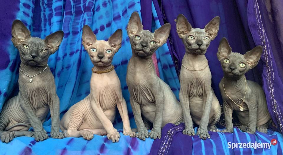 Przepiękna koty Płatna Adopcja Wwa Sosnowiec