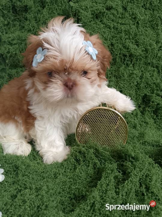 GOTOWY DO ODBIORU piękny piesek rasy ShihTzu Namysłów