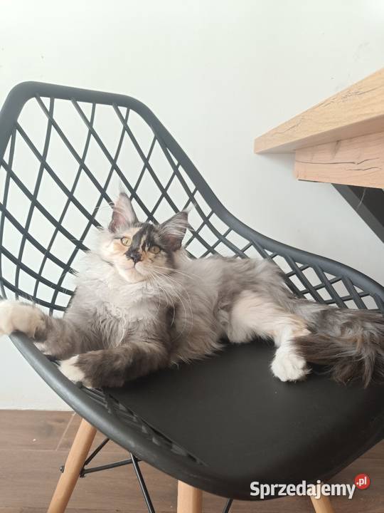 Maine Coon kotka Iza Lipa sprzedam