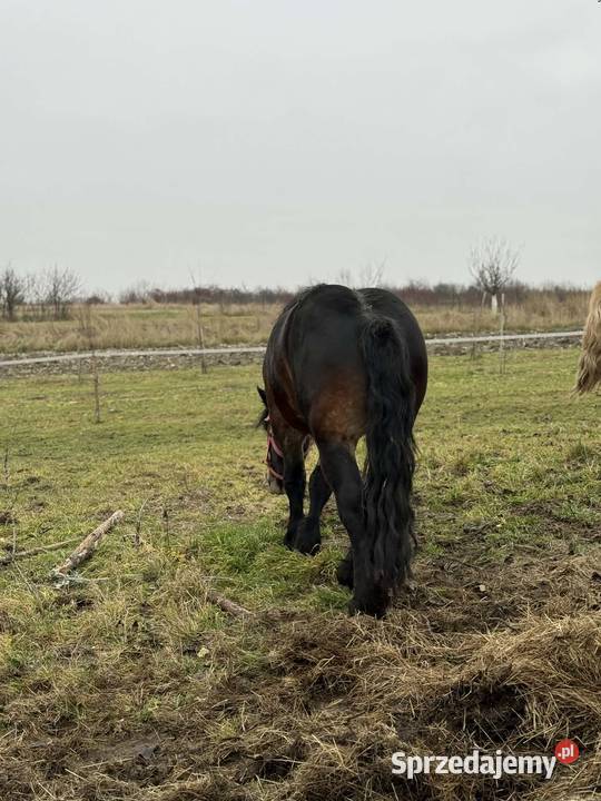 Sprzedam dwa ogiery Konie Opoka Duża