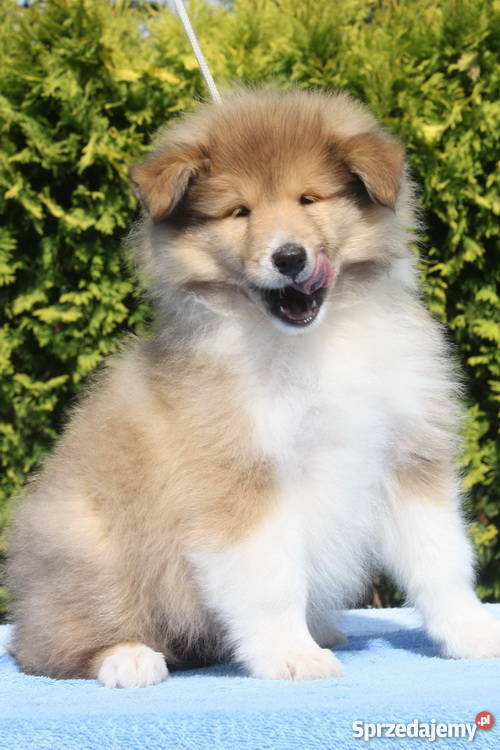 Owczarek szkocki collie długowosy Psy Ciechanów sprzedam