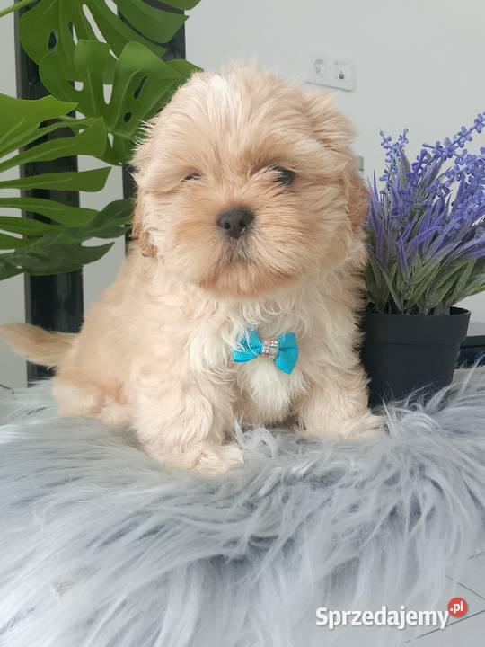 Unikatowy piesek rasy ShihTzu Zwierzęta opolskie Kluczbork