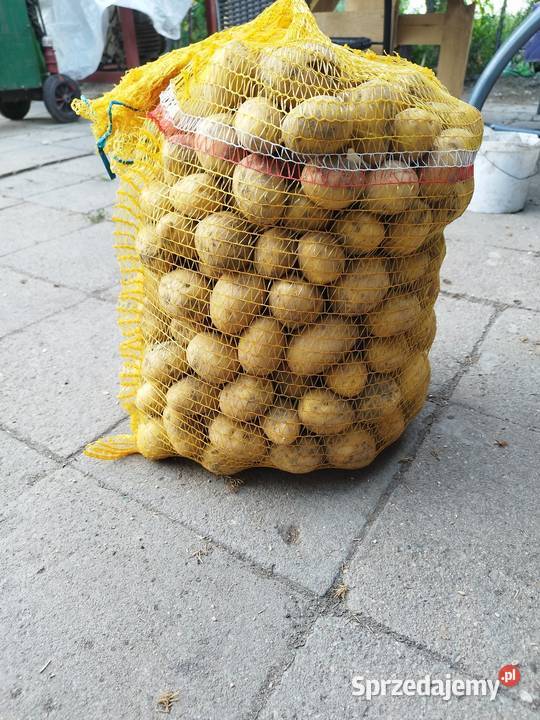 Ziemniaki galla Pruska Łąka