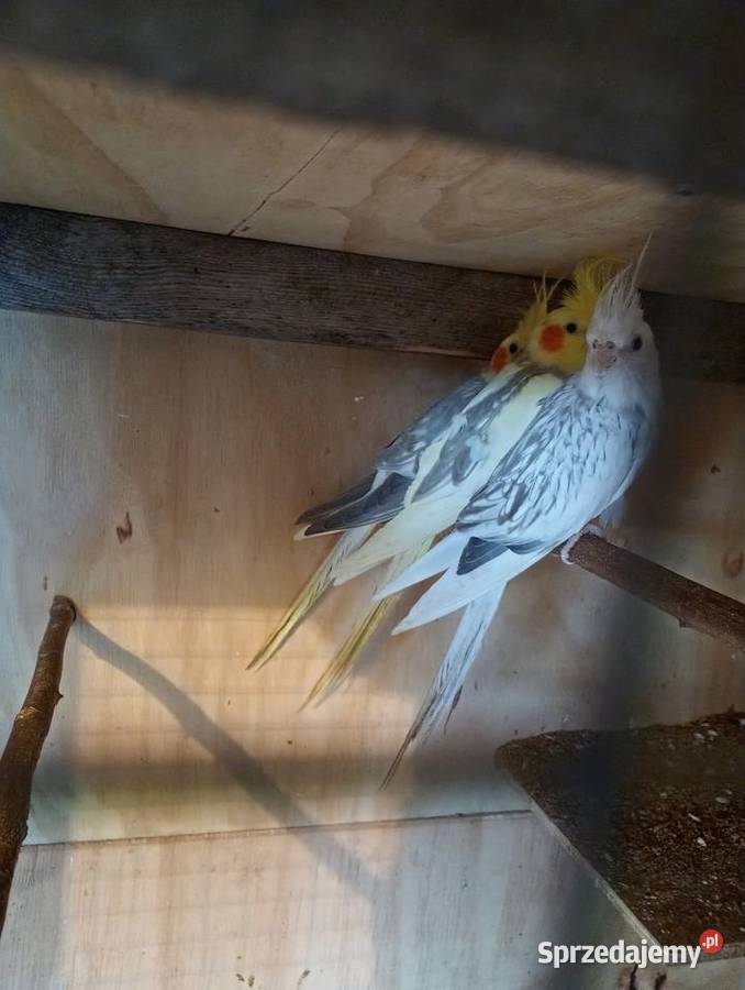 Nimfy zamienię papugi świętokrzyskie Starachowice