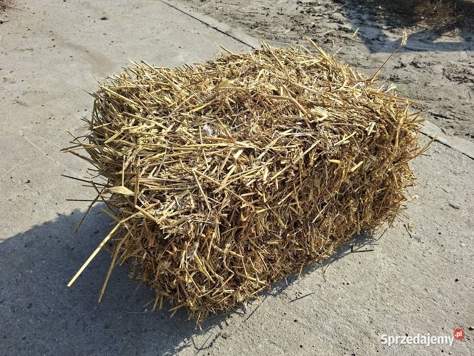 Słoma pszenna w kostkach tegoroczna