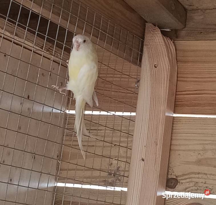 2 samice świergotki Lwówek