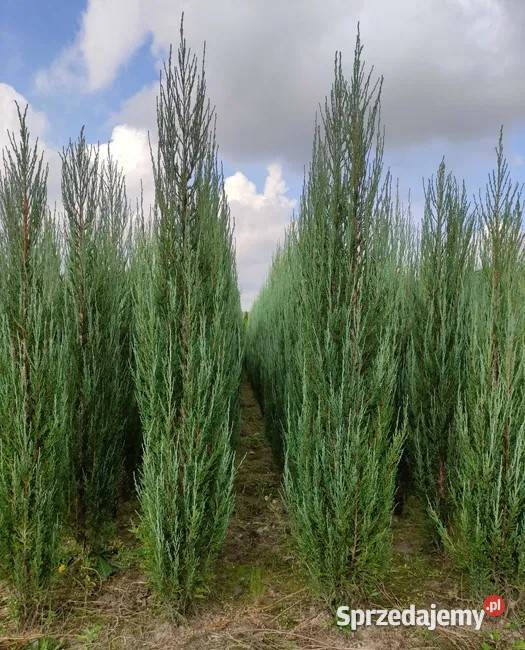 Jałowiec Blue Arrow Podkarpackie Rzeszów