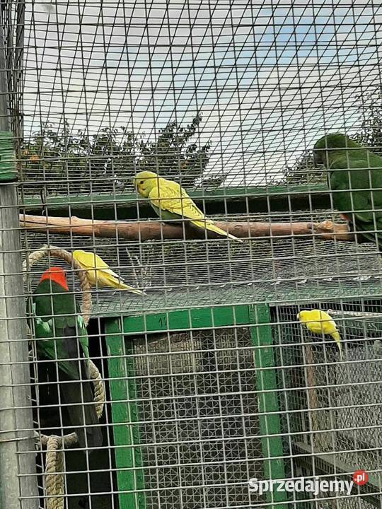Papugi faliste małopolskie Skała