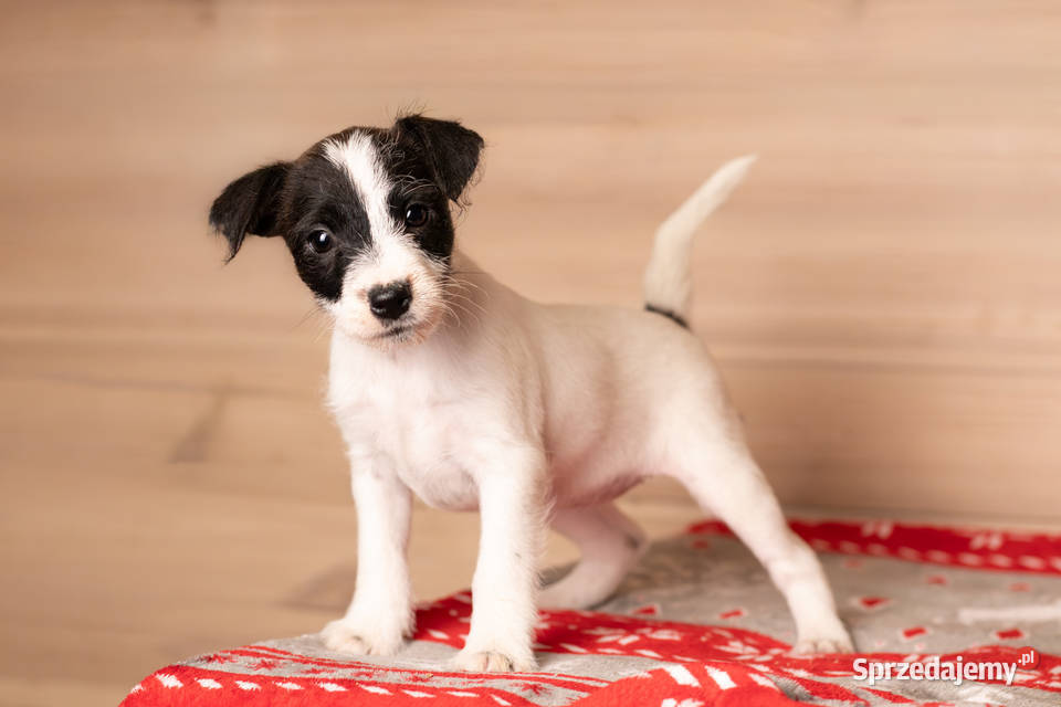 Parson Russell Terrier Szczenięta ZKwP Warszawa sprzedam