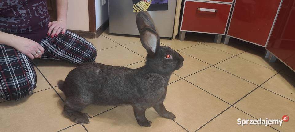 Srokacz niemiecki samica hawana Górki sprzedam