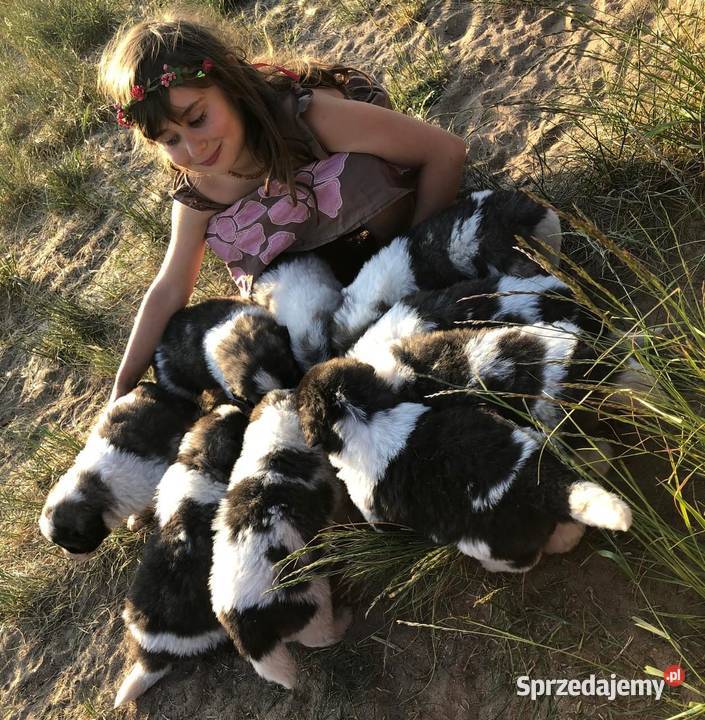 Mastif pirenejski rodzinny molos stróżujący Pozostałe Pupki